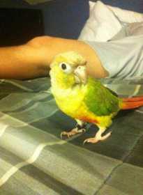 Lost Conure