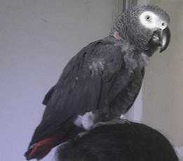 Lost African Grey