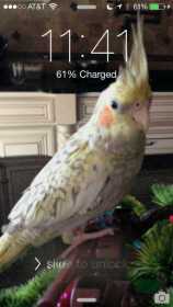 Lost Cockatiel