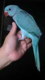 Lost Indian Ringneck Parakeet