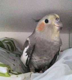 Lost Cockatiel