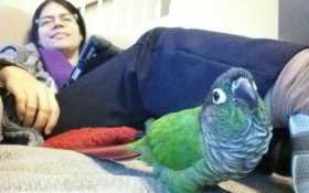 Lost Conure