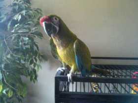 Lost Macaw