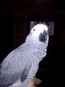 Lost African Grey