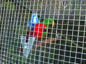 Lost Eclectus