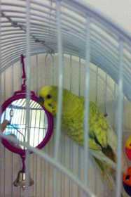 Lost Budgerigar