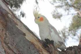 Lost Cockatiel