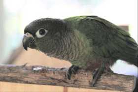 Lost Conure