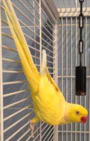 Lost Indian Ringneck Parakeet