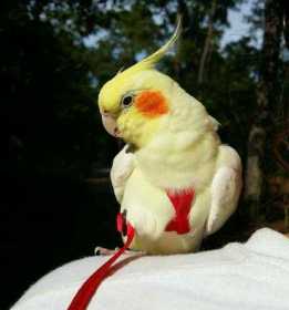 Lost Cockatiel