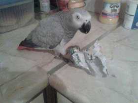 Lost African Grey