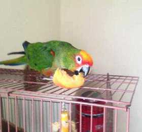 Lost Conure