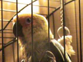 Lost Conure