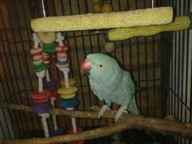 Lost Indian Ringneck Parakeet