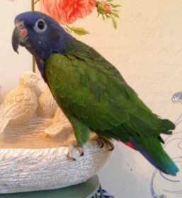 Lost Pionus