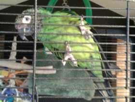 Lost Conure