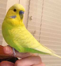 Lost Parakeet