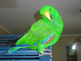 Lost Eclectus