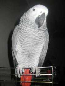 Lost African Grey