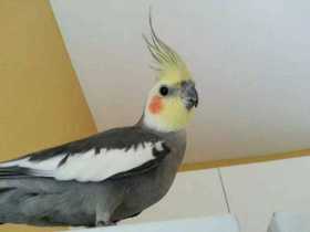 Lost Cockatiel