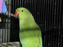 Lost Indian Ringneck Parakeet