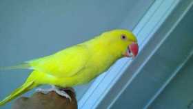 Lost Indian Ringneck Parakeet