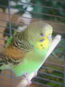 Lost Parakeet