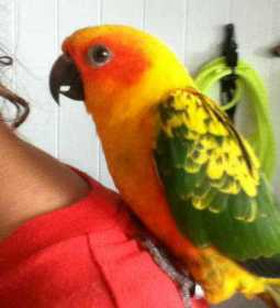 Lost Conure