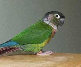 Lost Conure