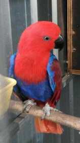 Lost Eclectus