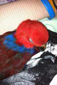 Lost Eclectus