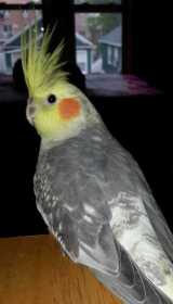 Lost Cockatiel