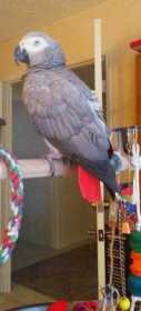 Lost African Grey