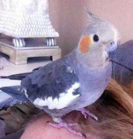 Lost Cockatiel