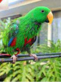 Lost Eclectus