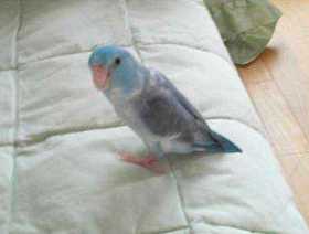 Lost Parrotlet