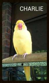 Lost Indian Ringneck Parakeet