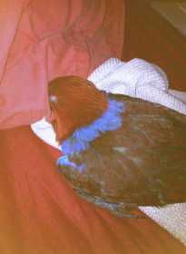 Lost Eclectus