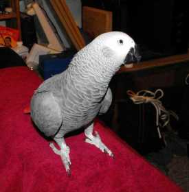 Lost African Grey