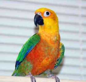 Lost Conure