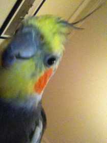 Lost Cockatiel