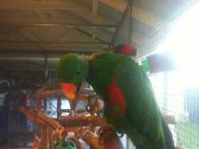 Lost Eclectus