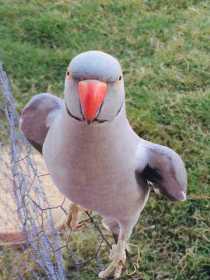 Lost Indian Ringneck Parakeet