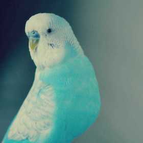 Lost Budgerigar