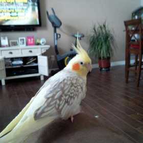 Lost Cockatiel