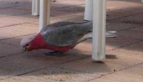 Lost Galah Cockatoo