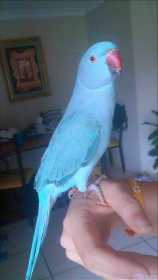 Lost Indian Ringneck Parakeet