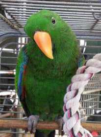 Lost Eclectus