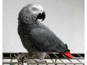 Lost African Grey