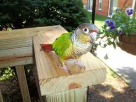 Lost Conure